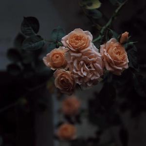 就想操老太太逼视频
